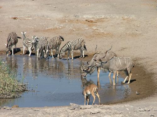 Communal Water Hole