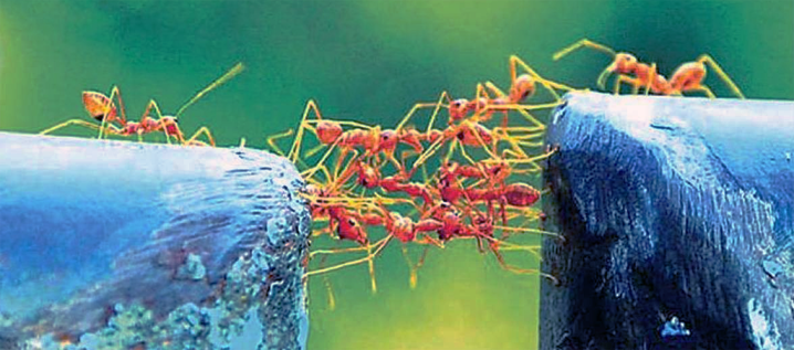 Evolution of Cooperation